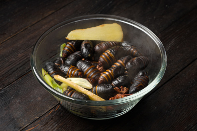 暗色背景下的新鲜水煮茧蛹