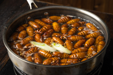 暗色背景下的新鲜水煮茧蛹