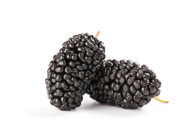 白色背景上的桑葚