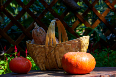 丰收节里用南瓜和各种瓜果堆砌成的花园景观