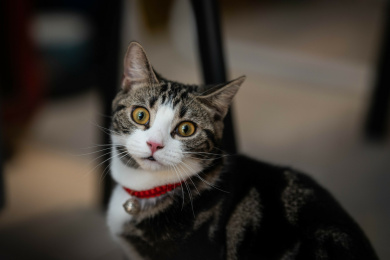 一只可爱的花猫