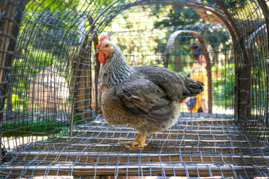 农场养殖的活泼的白羽鸡特写