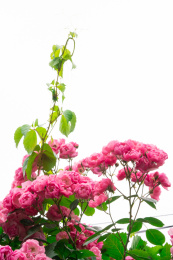 夏至夏季蔷薇花 