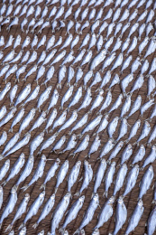 赤坎镇居民晾晒的小鱼