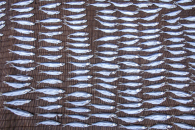 赤坎镇居民晾晒的小鱼