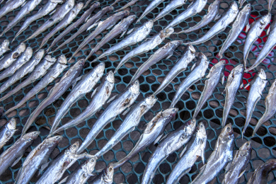 赤坎镇居民晾晒的小鱼