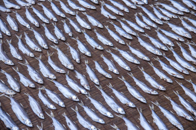 赤坎镇居民晾晒的小鱼