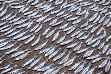 赤坎镇居民晾晒的小鱼