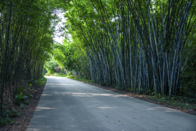 开平马降龙村碉楼边的竹林小道
