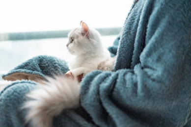 趴在主人怀里的小猫咪看远方