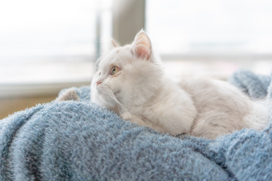 趴在主人膝盖上的小猫咪