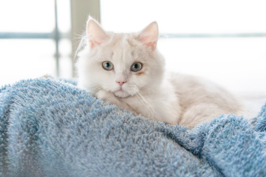 趴在主人膝盖上的小猫咪