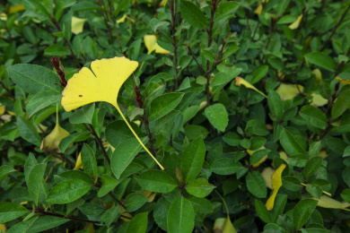 绿色植物上一片黄色的银杏叶