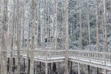 冬雪时刻的天台县华顶森林公园