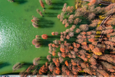 航拍临安青山湖水上森林水杉树美景