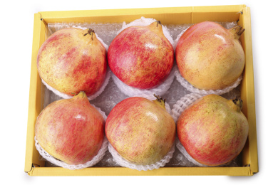 白底上的突尼斯软籽石榴