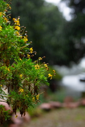 雨中的植物: 雨中的绿叶和花朵