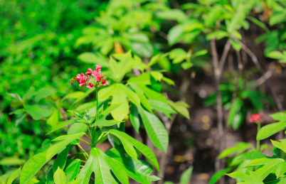 植物园内琴叶珊瑚花特写镜头
