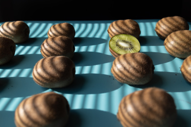 蓝色背景下的大量猕猴桃的高角度视图