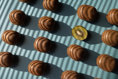 蓝色背景下的大量猕猴桃的高角度视图