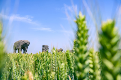 河南巩义麦田里的宋陵