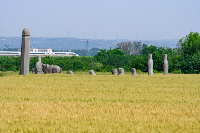 高铁从河南巩义麦田里的宋陵中驶过