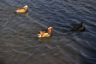 一群在湖里的鸳鸯