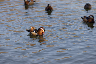 一群在湖里的鸳鸯