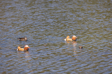 一群在湖里的鸳鸯