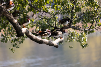 一群站在树上的鸳鸯