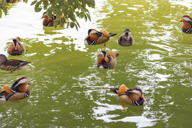 一群在湖里的鸳鸯