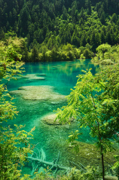 晴朗天气九寨沟清澈见底的卧龙海