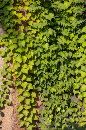 攀缘在墙壁上的爬山虎