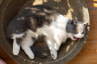 宠物猫躺着晒太阳并张大嘴打呵欠
