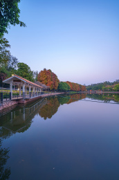 广州麓湖公园落羽杉红叶
