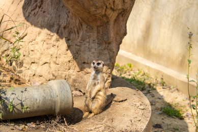 野生动物园中的狐獴