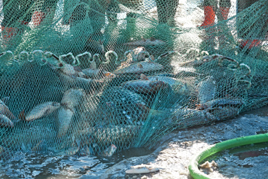 河北张家口沽源县库伦淖冬季湖面冰上捕鱼