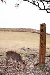日本京都奈良若草山上的鹿