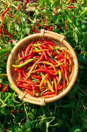 辣椒朝天椒