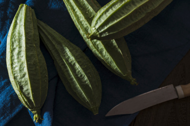 新鲜美味营养健康的丝瓜食材