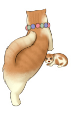 打架猫