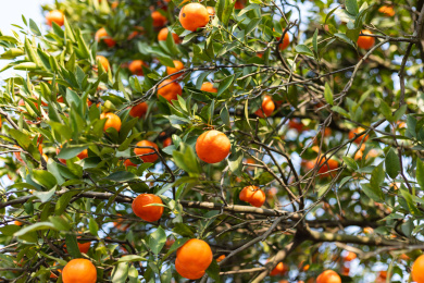 树枝上的红橘水果