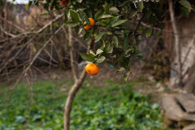 树枝上的红橘水果