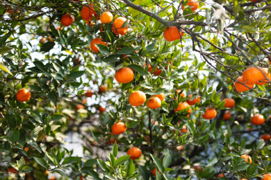 树枝上的红橘水果