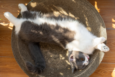 宠物猫躺着晒太阳
