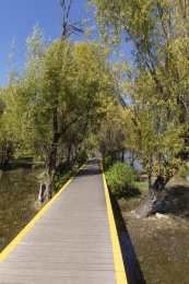 中国云南大理洱海生态廊道光影树林