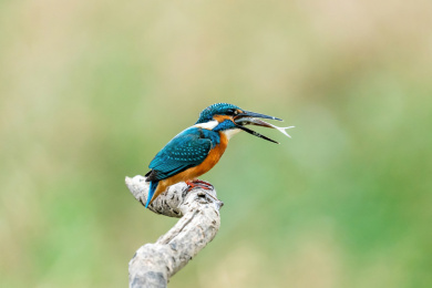 一只普通翠鸟站立在溪涧的树枝上吞食鱼