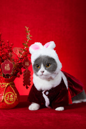 兔子装扮的萌猫及兔年盆栽装饰