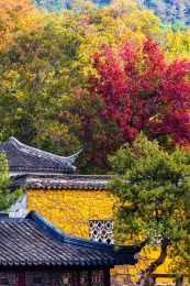 中国江苏苏州天平山景区秋季风光