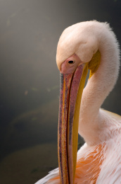 鸟类在水面上梳理羽毛